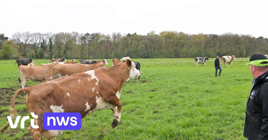 Depois do Inverno, as Vacas Regresso à Pastagem com Alegria