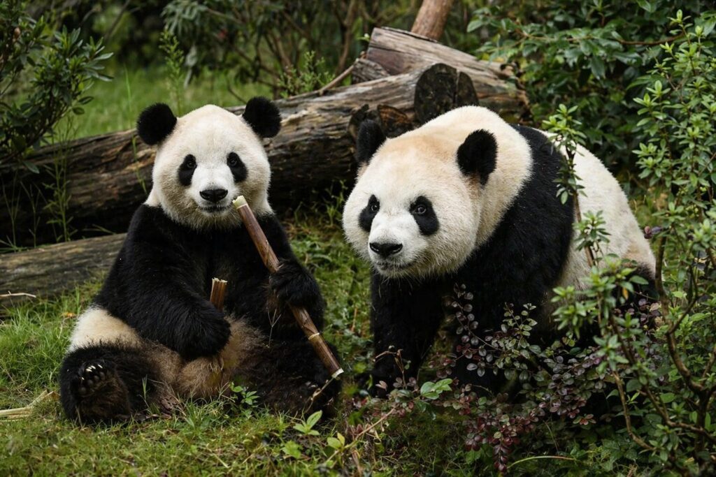 Empresários Chineses Enviam Panda para Atlanta: Conheça Pingping e Pushong