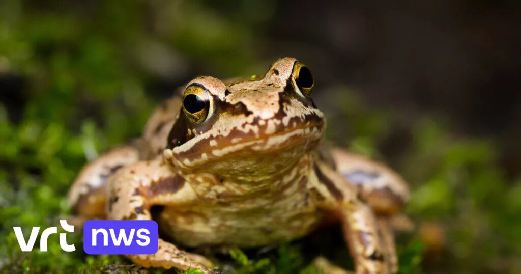 Queda Drástica do Sapo Pardo em 10 Anos: Impacto das