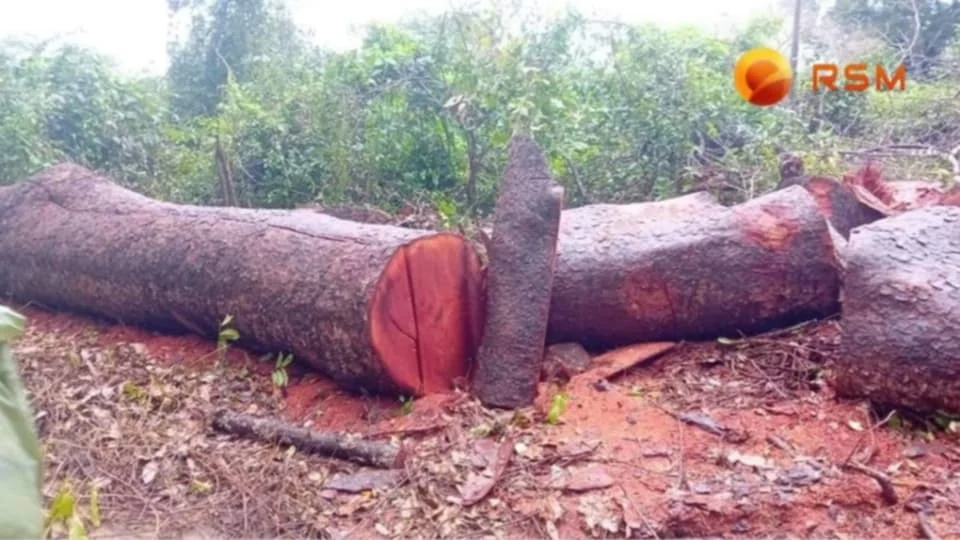 Exploração florestal comercial suspensa na Guiné-Bissau