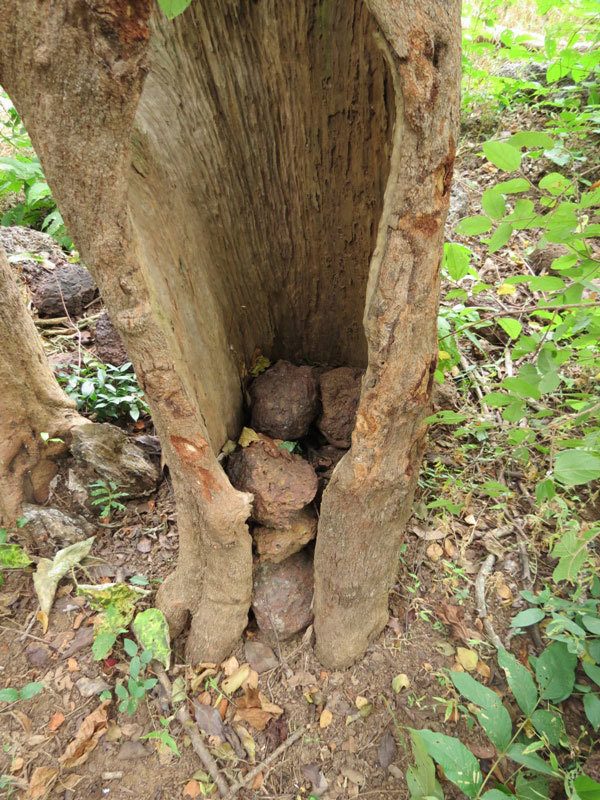 Chimpanzés na Guiné-Bissau podem revelar origens da comunicação humana