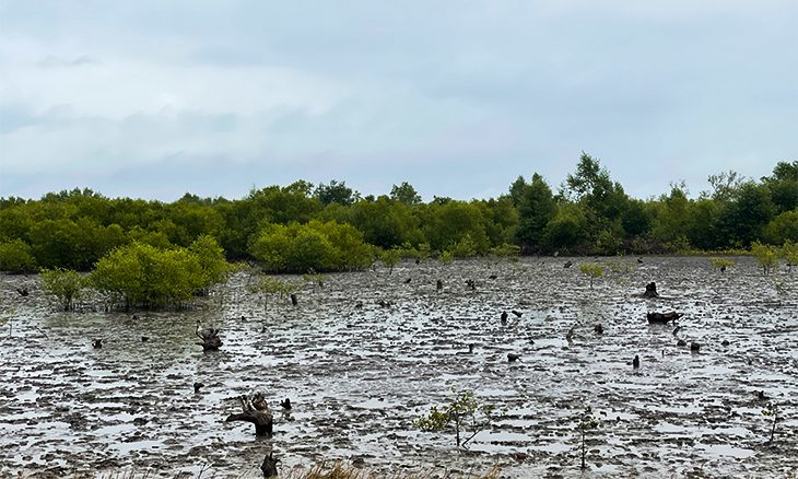 Mangal protege comunidades em Moçambique