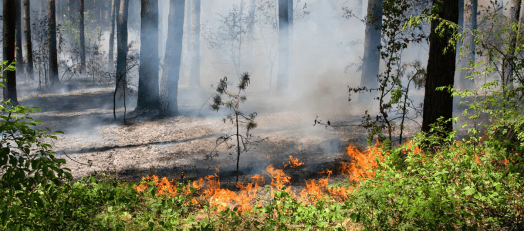 Fogueiras e churrascos proibidos em Esch