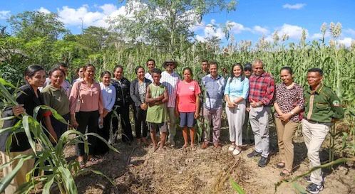 Kay-rala bafo ganha terreno em Manatuto