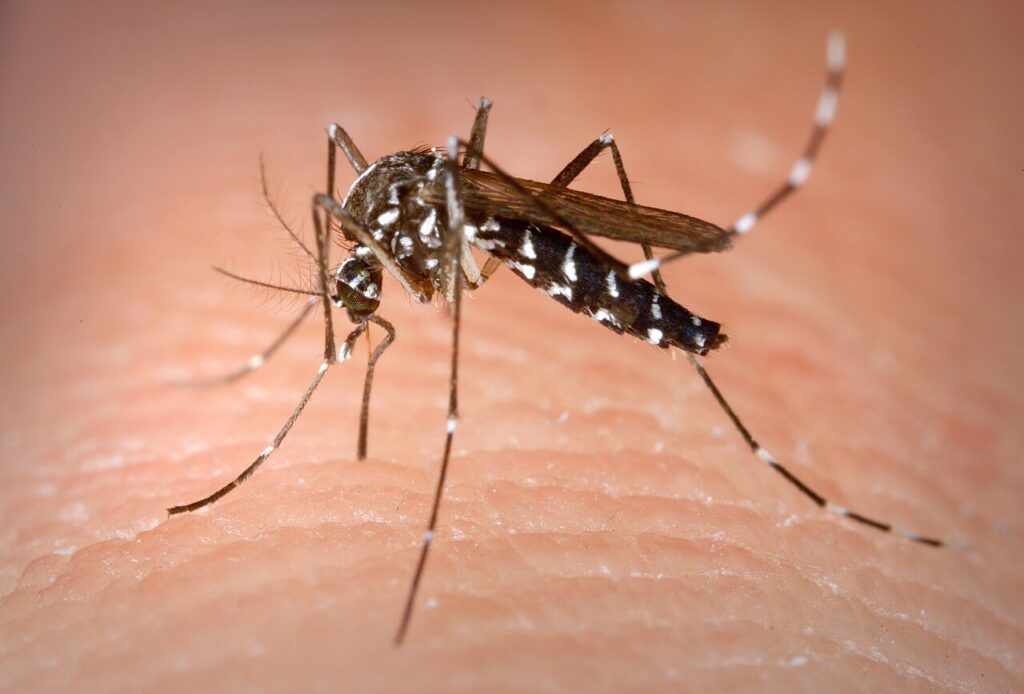Risco de dengue e chikungunya em Bonnevoie